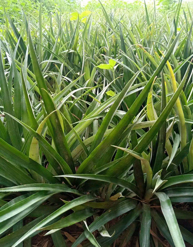 菠萝苗要什么时候种?菠萝苗的种植方法