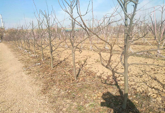 梨树苗什么时候种植?怎么种植?梨苗种植技术