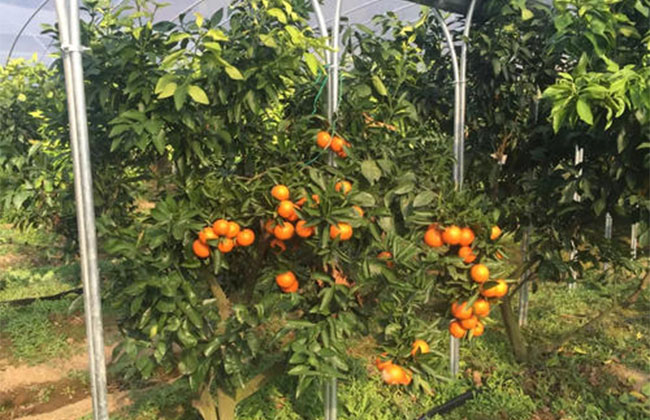 桔子树苗怎么种植?橘子树苗种植方法