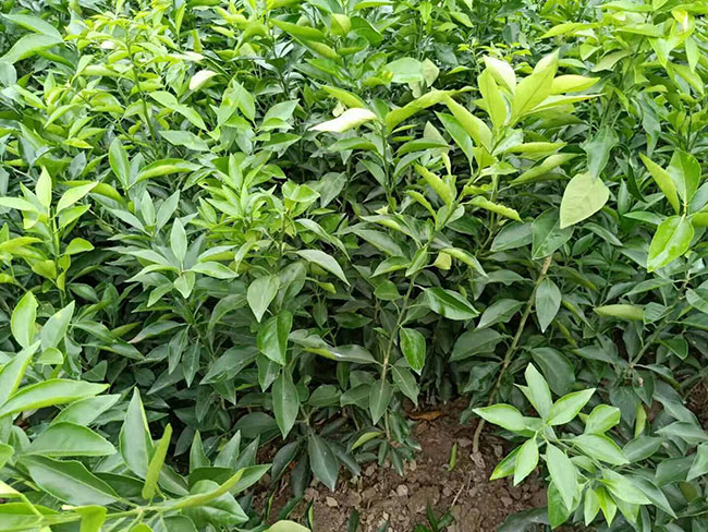 橘子树苗