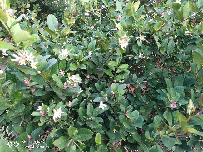 柠檬树什么时间种植?柠檬苗种植技术