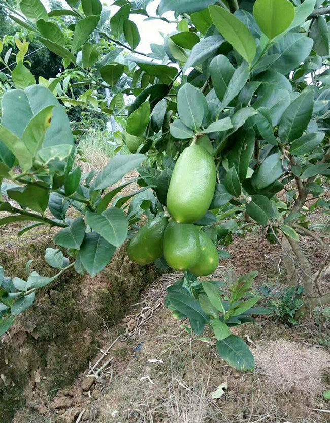 柠檬树什么时间种植?柠檬苗种植技术