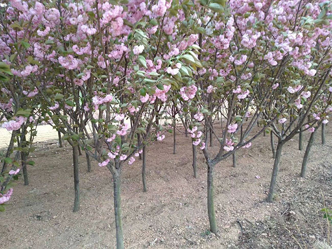 樱花树苗几月份种植?樱花苗种植方法