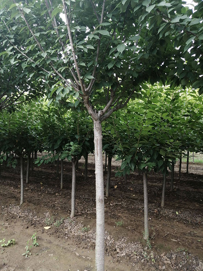 樱花树苗几月份种植?樱花苗种植方法