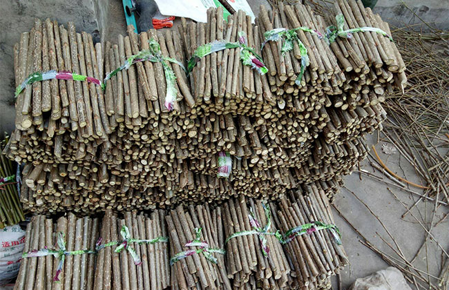 杨树苗什么时候种最好?杨树苗种植间距方法