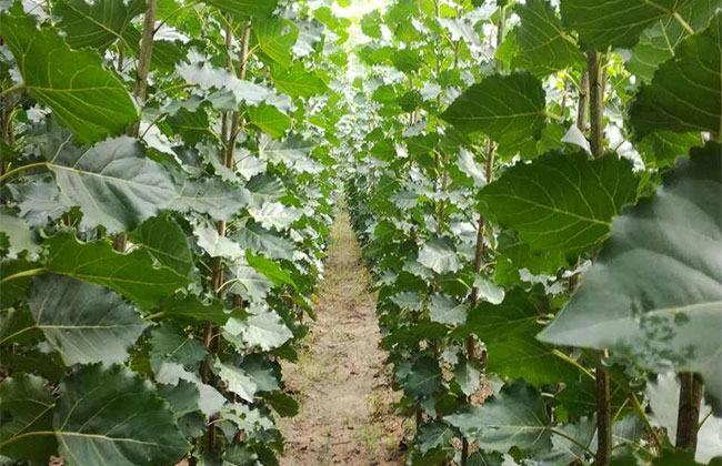 杨树苗什么时候种最好?杨树苗种植间距方法