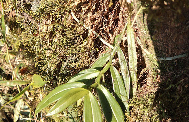 铁皮石斛苗怎么种植?石斛苗种植方法