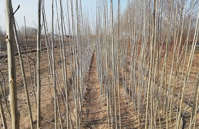 杨树苗什么时候种最好?杨树苗种植间距方法