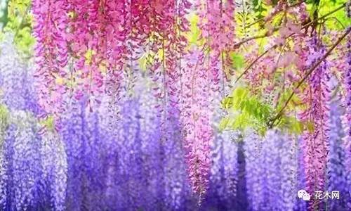 园林景观苗木应用——藤本植物