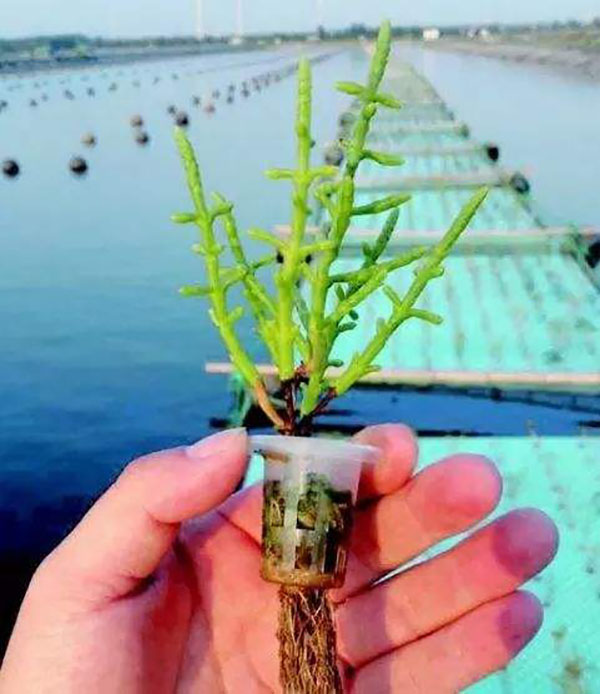 西洋海笋苗