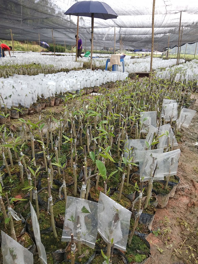 奇楠沉香树苗怎样种植?奇楠苗种植方法