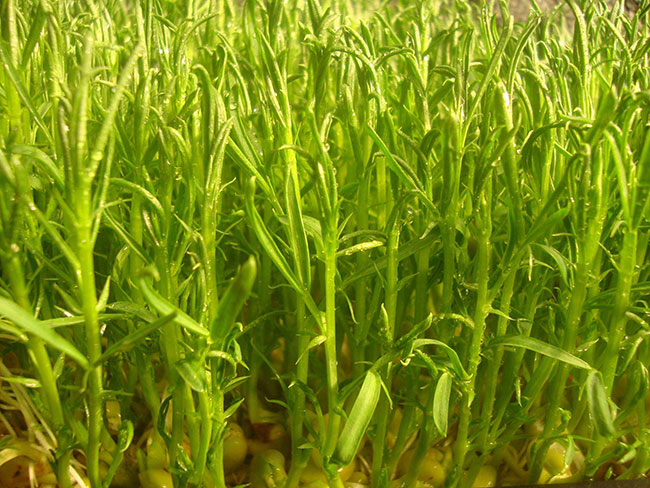 松柳苗怎么种?种植松柳苗技术方法