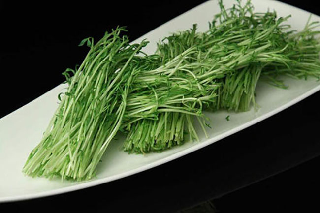 松柳苗怎么种?种植松柳苗技术方法