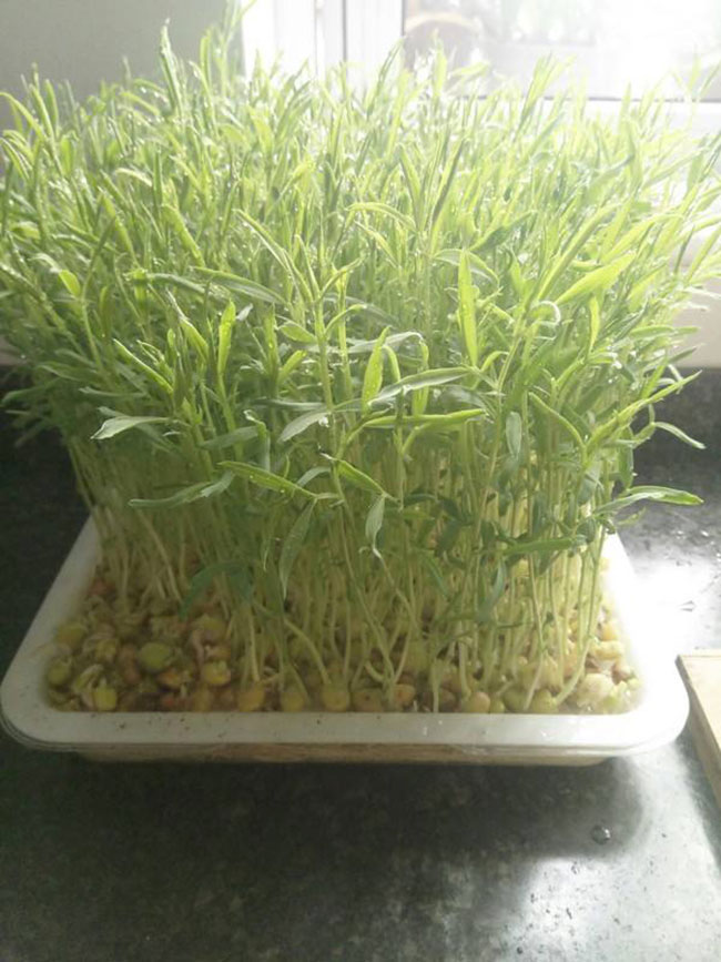 松柳苗怎么种?种植松柳苗技术方法