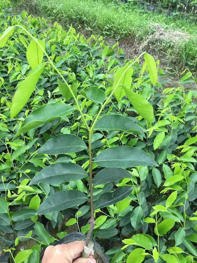 奇楠沉香树苗