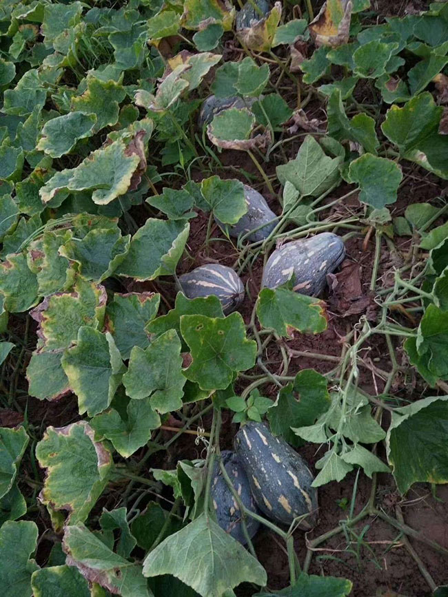 南瓜苗怎么种最好?食用南瓜苗种植技术