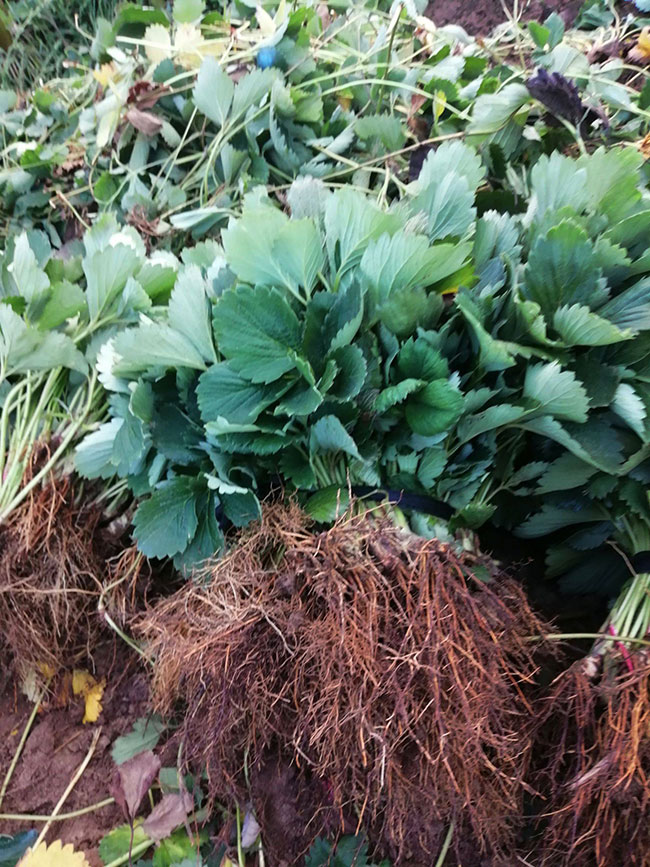 怎样培育草莓苗?草莓苗种植方法