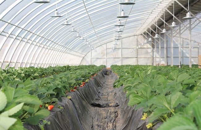 怎样培育草莓苗?草莓苗种植方法