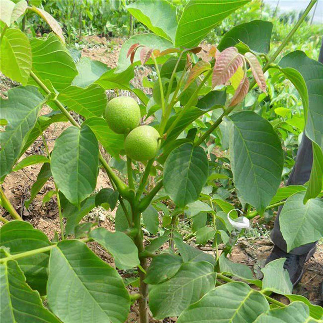 核桃苗怎样种植?核桃树苗的种植方法