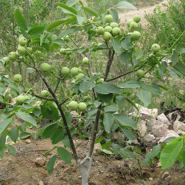 核桃苗怎样种植?核桃树苗的种植方法