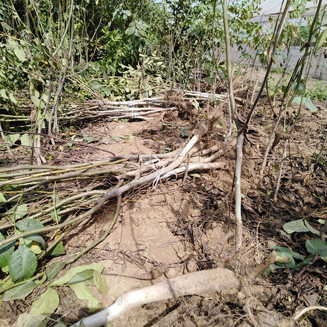 核桃苗怎样种植?核桃树苗的种植方法