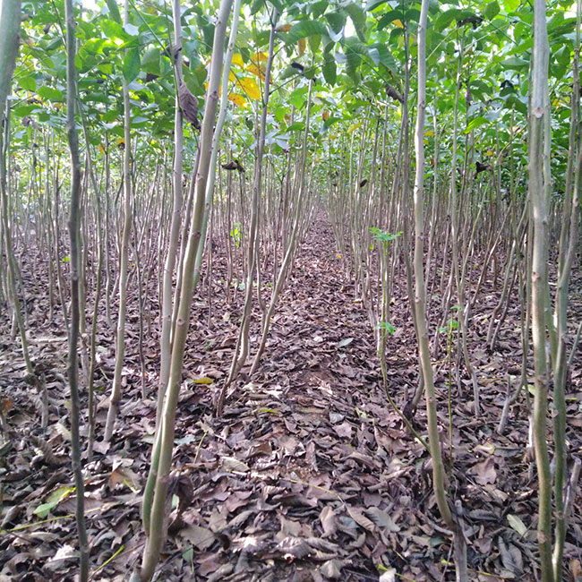 核桃苗怎样种植?核桃树苗的种植方法