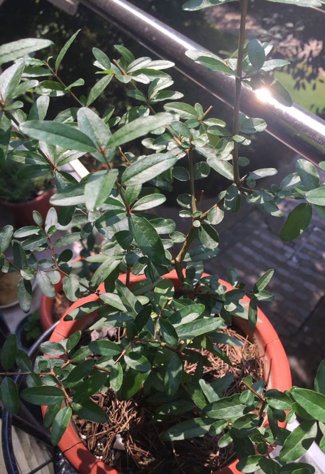 什么季节种石榴树苗?石榴树苗如何种植?