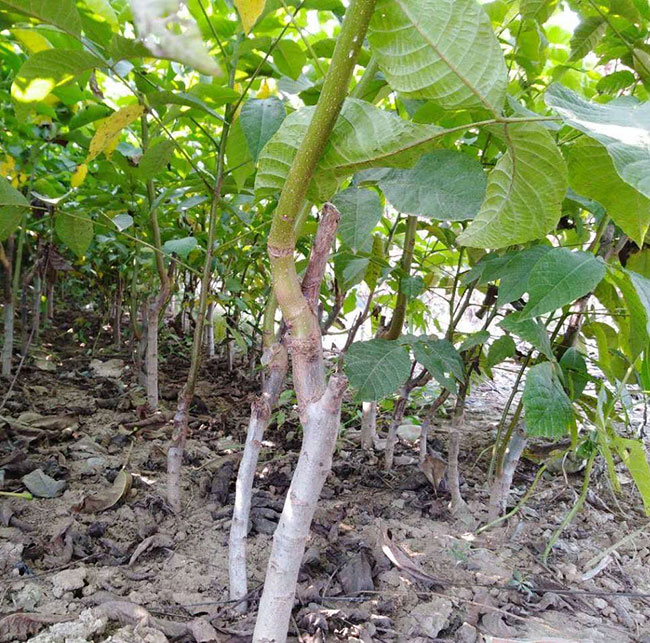 核桃苗怎样种植?核桃树苗的种植方法