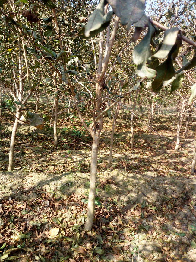 什么季节种石榴树苗?石榴树苗如何种植?