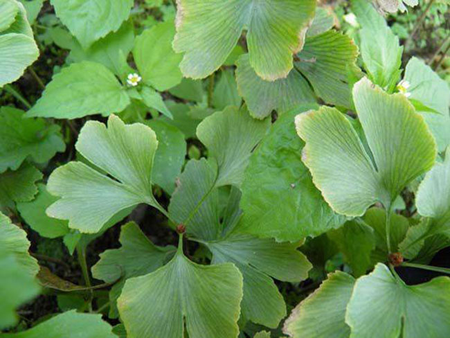 银杏树果实怎样种植?银杏树苗种植技术