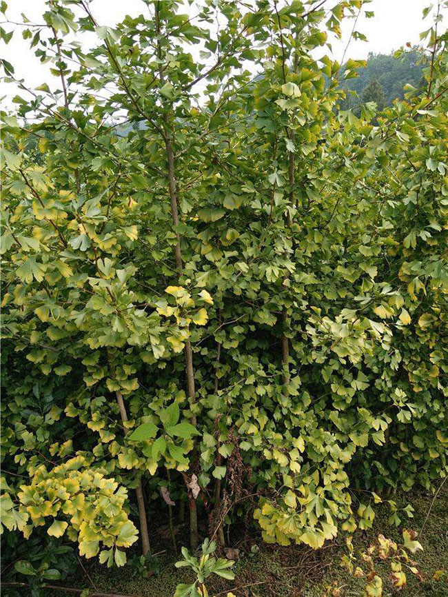 银杏树果实怎样种植?银杏树苗种植技术