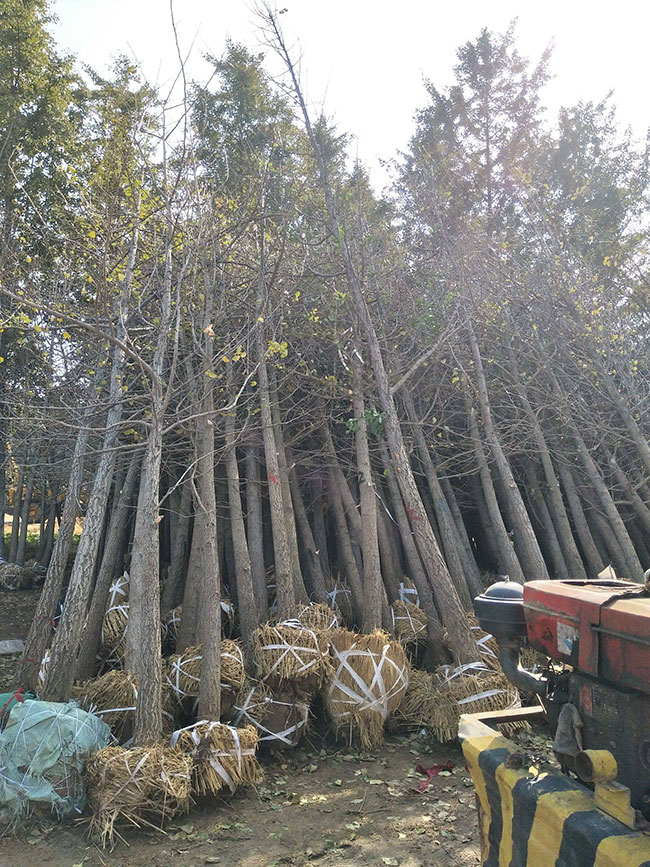 银杏树果实怎样种植?银杏树苗种植技术