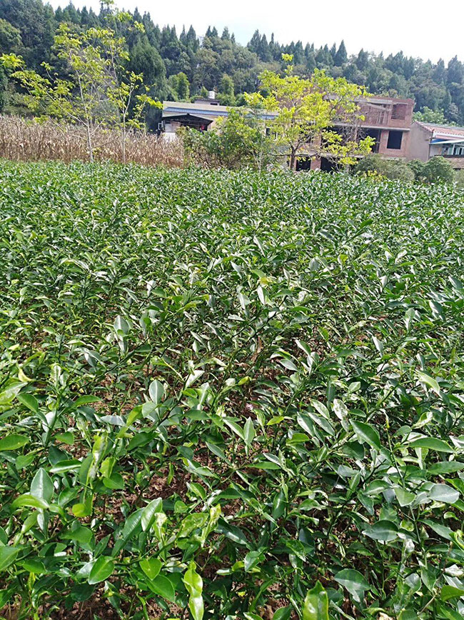 1柑橘苗价格