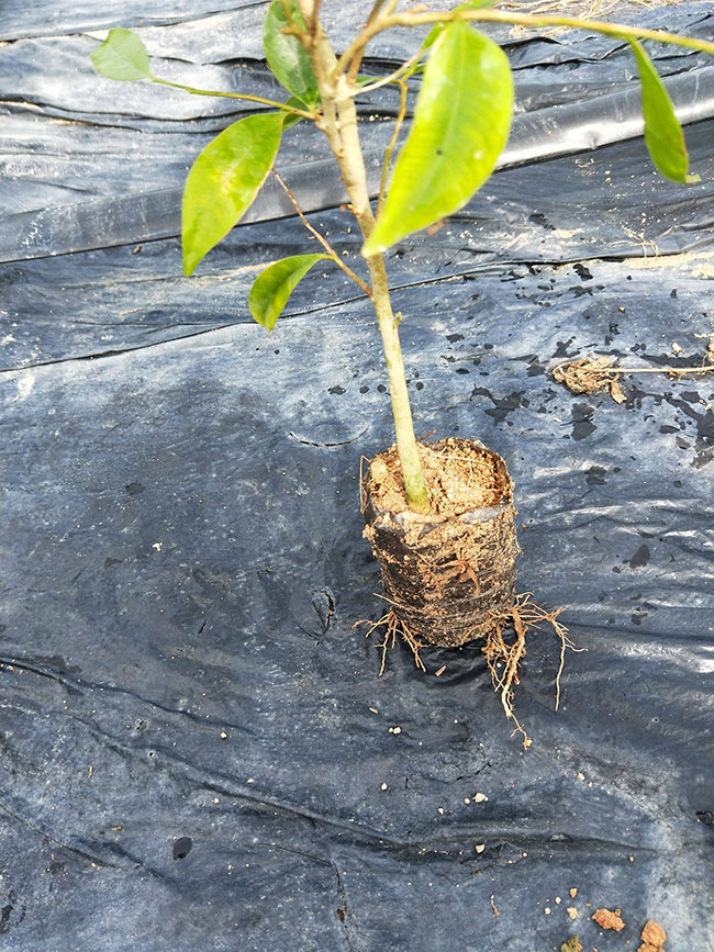 沉香苗什么时候种?沉香苗种植方法