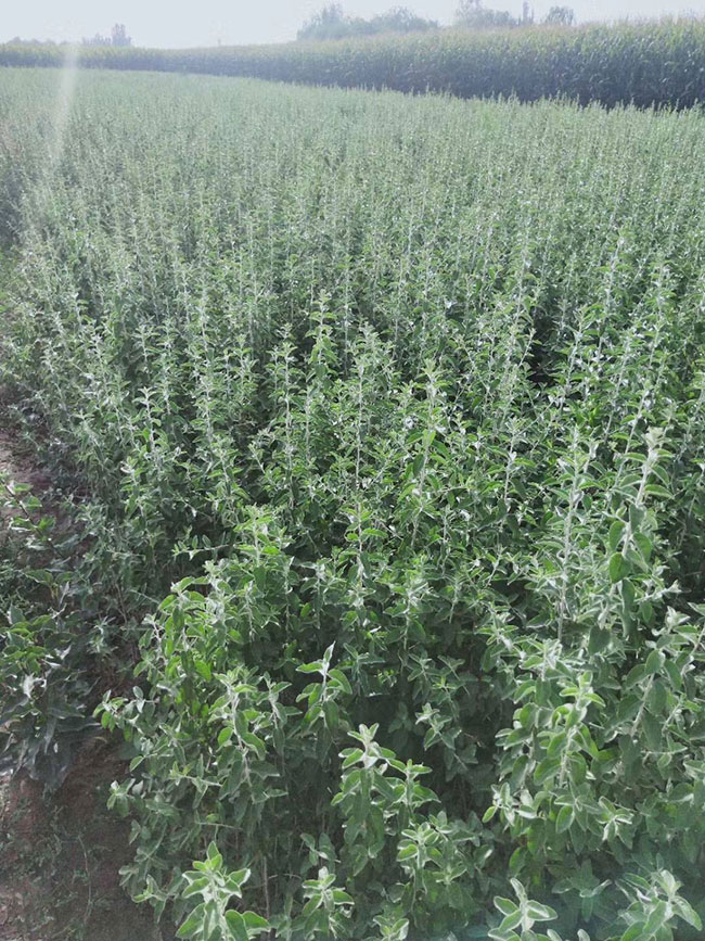 枸杞怎么种?枸杞苗种植技术方法