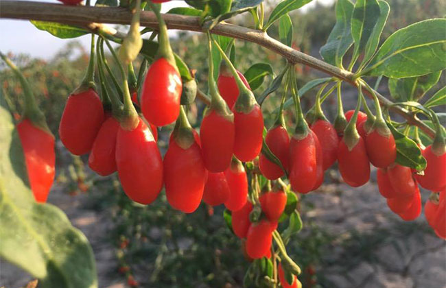 枸杞怎么种?枸杞苗种植技术方法