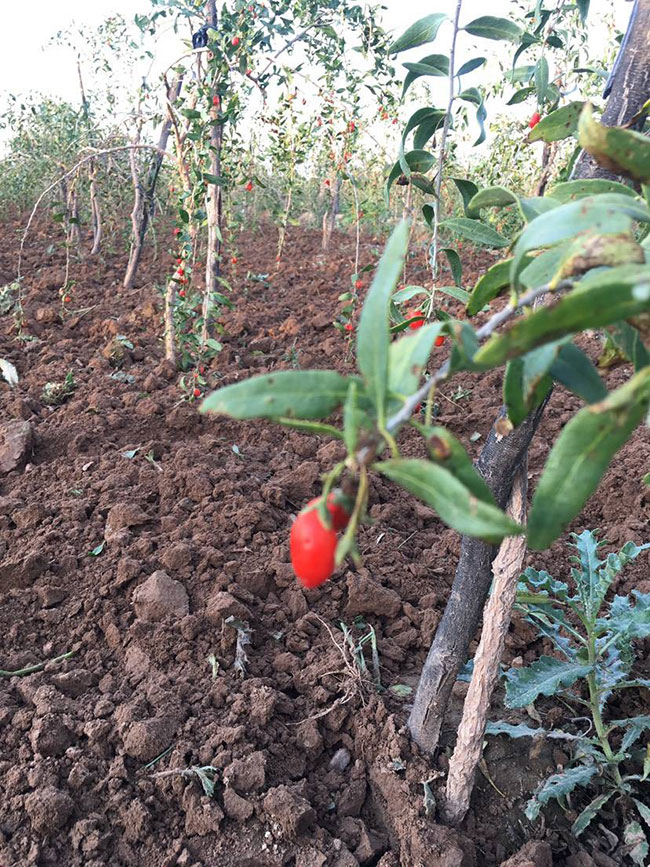 枸杞怎么种?枸杞苗种植技术方法