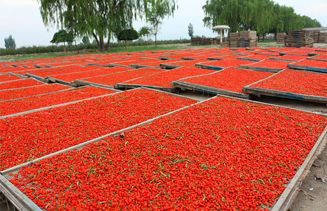枸杞怎么种?枸杞苗种植技术方法