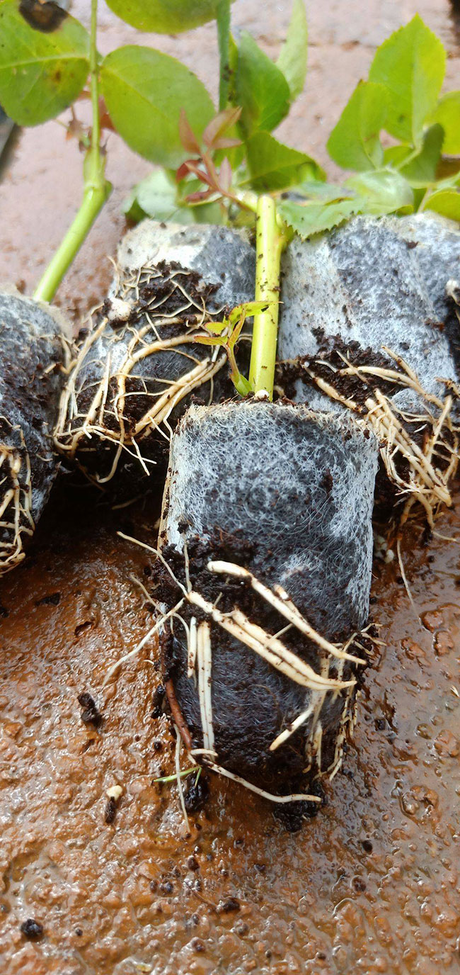 玫瑰苗怎么种?玫瑰苗种植方法