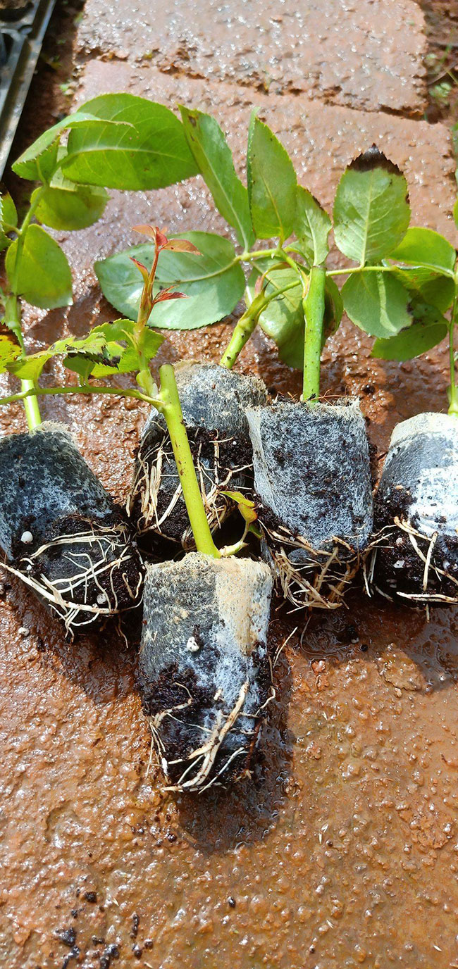 玫瑰苗怎么种?玫瑰苗种植方法