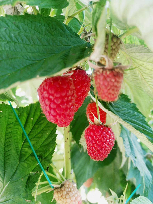 如何种植树莓?树莓苗种植方法