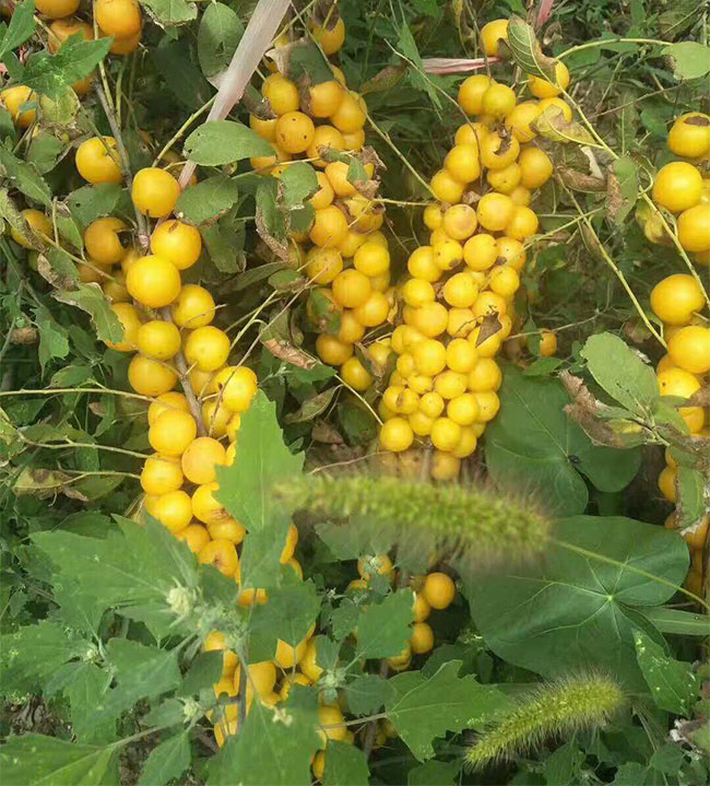 钙果市场怎么样?钙果种植利润怎么样?
