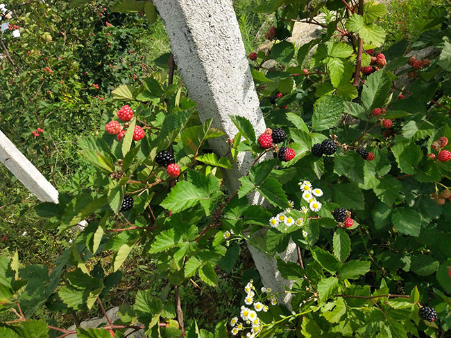如何种植树莓?树莓苗种植方法