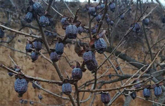 软枣树苗怎么种?种植枣树苗时间和方法