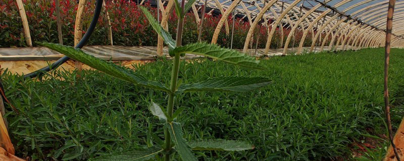 柳叶马鞭草是多年生还是一年生