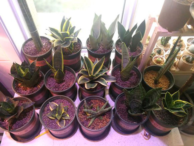 天气变冷，这几种植物赶紧断水