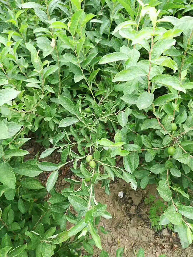 钙果市场怎么样?钙果种植利润怎么样?