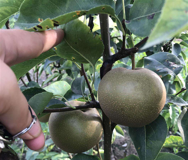 梨树