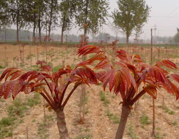 香椿苗什么时候种？香椿苗种植技术