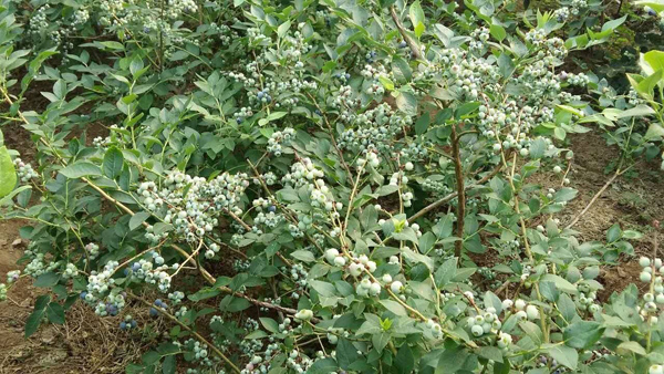 蓝莓苗